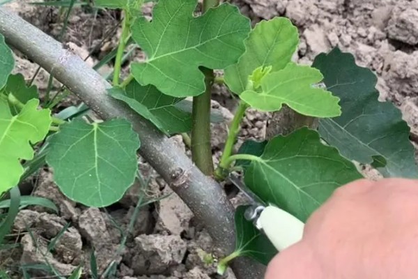 无花果的剪枝方法,可以在春夏冬三季进行