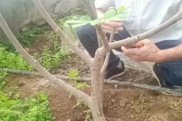 无花果的剪枝方法,可以在春夏冬三季进行