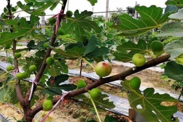 无花果的剪枝方法,可以在春夏冬三季进行