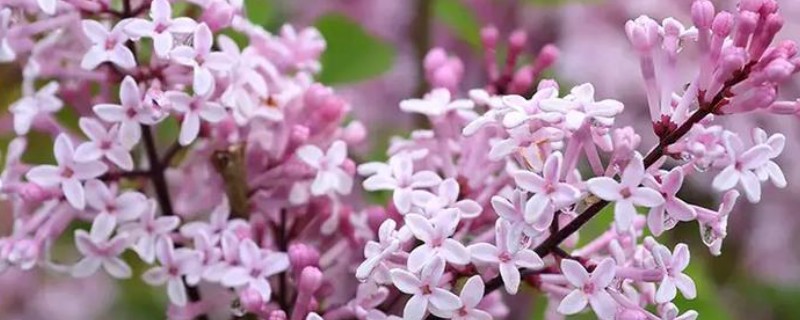 丁香花的形态特征，其花冠呈漏斗状