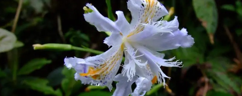 蝴蝶花的养殖方法，适宜生长在温暖的环境中