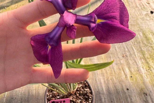 蝴蝶花的养殖方法，适宜生长在温暖的环境中