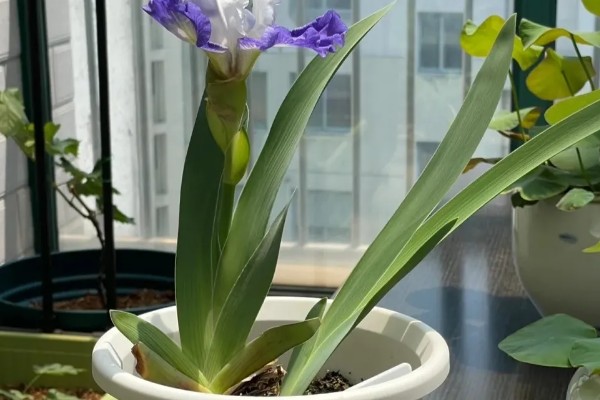 蝴蝶花的养殖方法，适宜生长在温暖的环境中