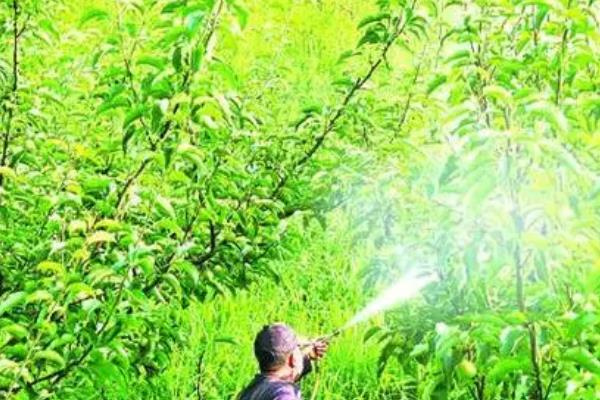 苹果腐烂怎么防治，剪除病虫枝、徒长枝等不良枝条可减少病虫害发生