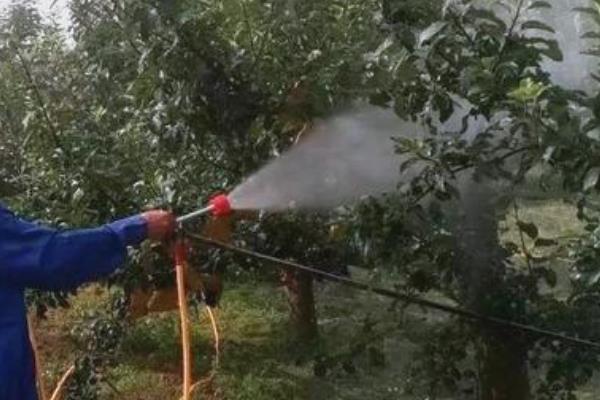 苹果腐烂怎么防治，剪除病虫枝、徒长枝等不良枝条可减少病虫害发生