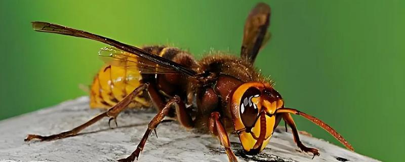 马蜂会不会主动攻击人，正常情况下不会主动攻击人类