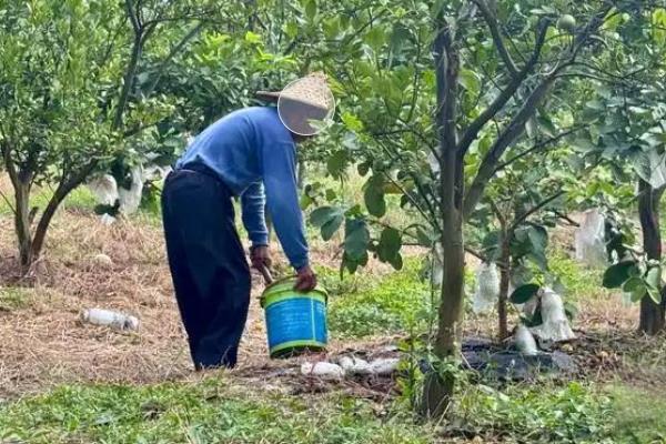 苹果腐烂怎么防治，剪除病虫枝、徒长枝等不良枝条可减少病虫害发生