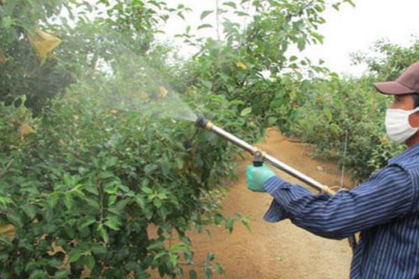 苹果腐烂怎么防治，剪除病虫枝、徒长枝等不良枝条可减少病虫害发生