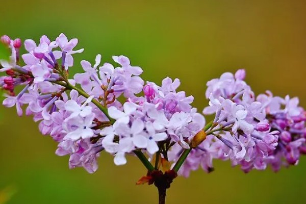 丁香花的形态特征，其花冠呈漏斗状
