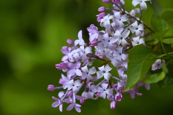 丁香花的形态特征，其花冠呈漏斗状
