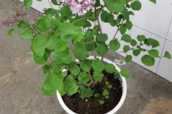 丁香花的形态特征，其花冠呈漏斗状