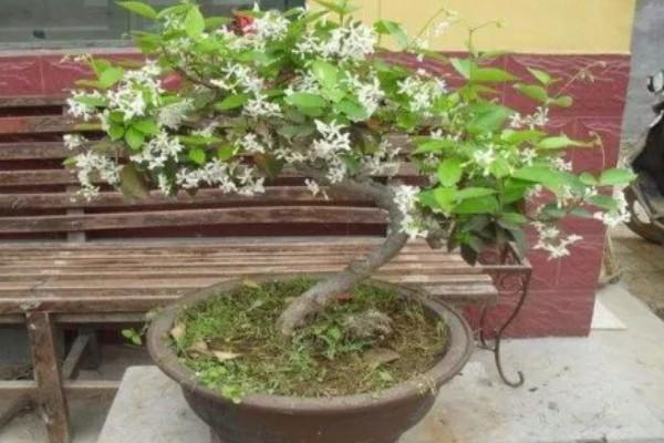 丁香花的形态特征，其花冠呈漏斗状