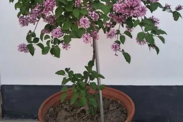 丁香花的形态特征，其花冠呈漏斗状