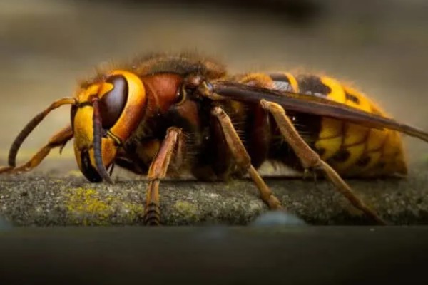 马蜂会不会主动攻击人,正常情况下不会主动攻击人类