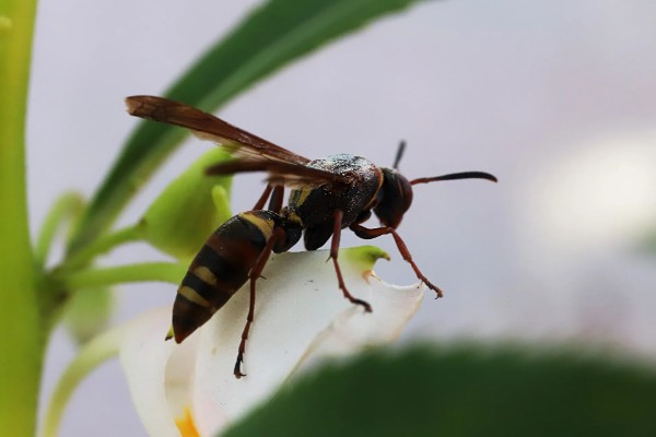 马蜂会不会主动攻击人,正常情况下不会主动攻击人类