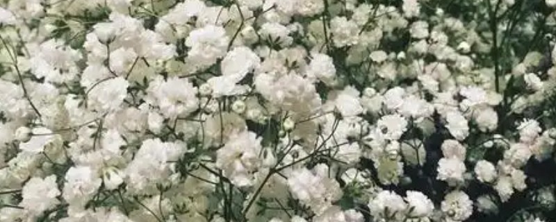 满天星的花语，寓意思念、关怀、纯洁天真等