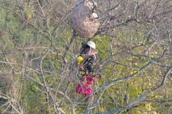 马蜂会不会主动攻击人,正常情况下不会主动攻击人类