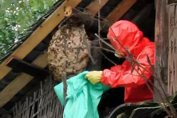 马蜂会不会主动攻击人,正常情况下不会主动攻击人类