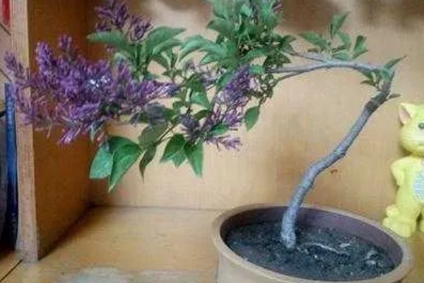 丁香花的形态特征，其花冠呈漏斗状