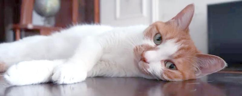 如何才能及时发现猫生病,可以从身体状态和行为方面观察