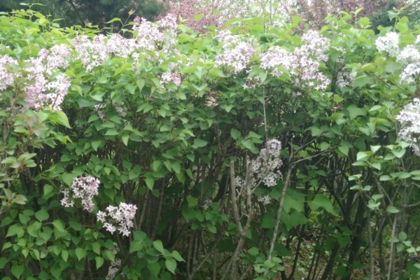 丁香花的形态特征，其花冠呈漏斗状