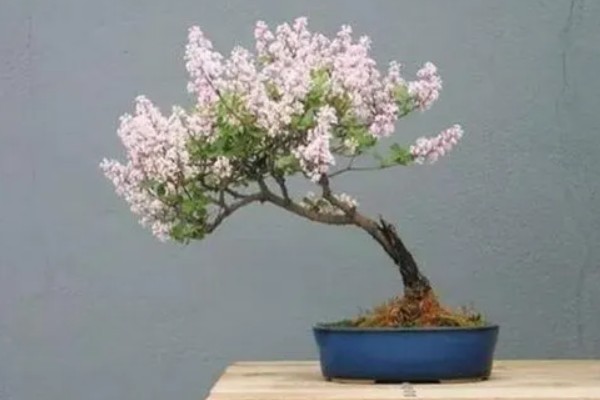 丁香花的形态特征，其花冠呈漏斗状