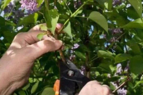 丁香花的形态特征，其花冠呈漏斗状