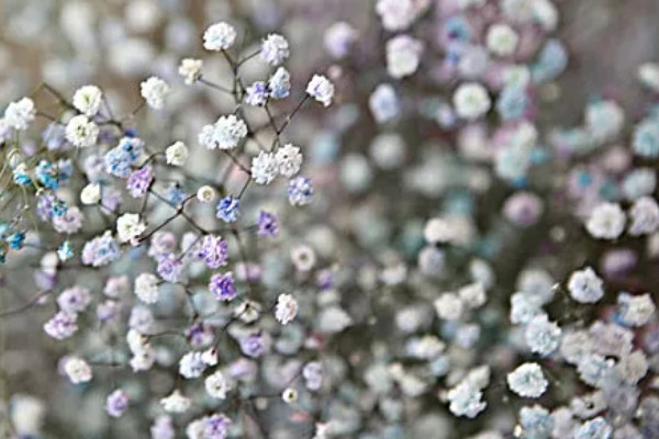满天星的花语，寓意思念、关怀、纯洁天真等