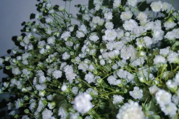 满天星的花语，寓意思念、关怀、纯洁天真等