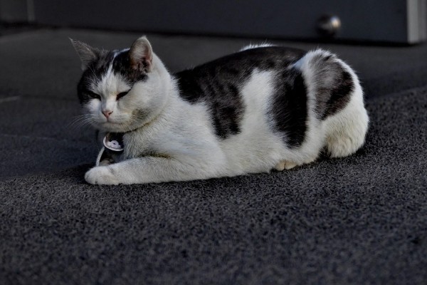 如何才能及时发现猫生病,可以从身体状态和行为方面观察