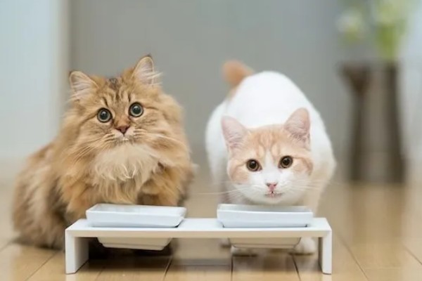 如何才能及时发现猫生病,可以从身体状态和行为方面观察