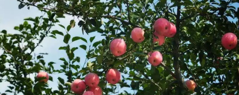苹果腐烂怎么防治，剪除病虫枝、徒长枝等不良枝条可减少病虫害发生