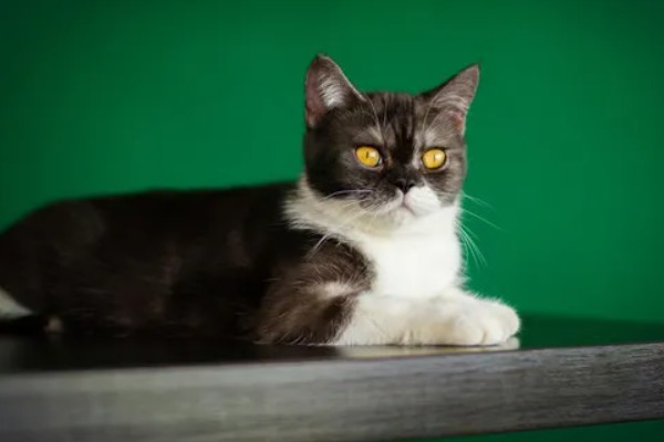 如何才能及时发现猫生病,可以从身体状态和行为方面观察