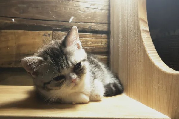 如何才能及时发现猫生病,可以从身体状态和行为方面观察