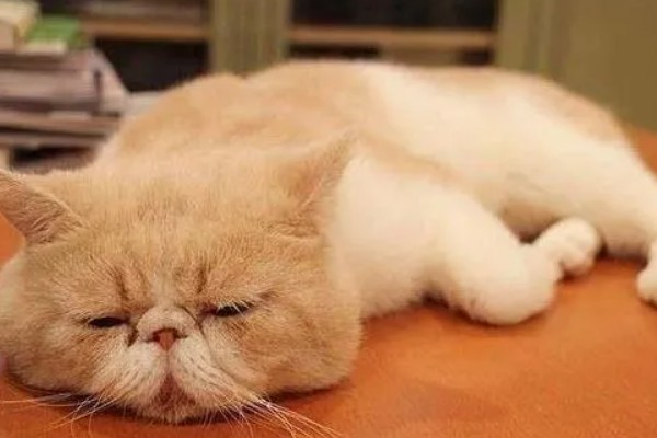 如何才能及时发现猫生病,可以从身体状态和行为方面观察