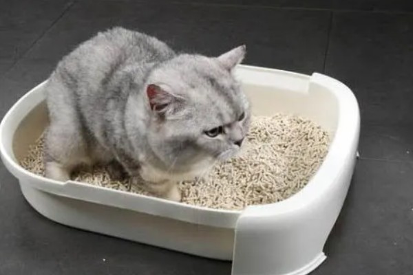 如何才能及时发现猫生病,可以从身体状态和行为方面观察