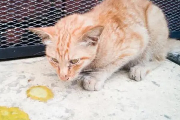 如何才能及时发现猫生病,可以从身体状态和行为方面观察