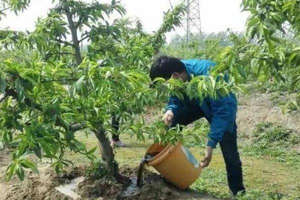 桃树施肥的方法，秋季在落叶前一个月进行施肥