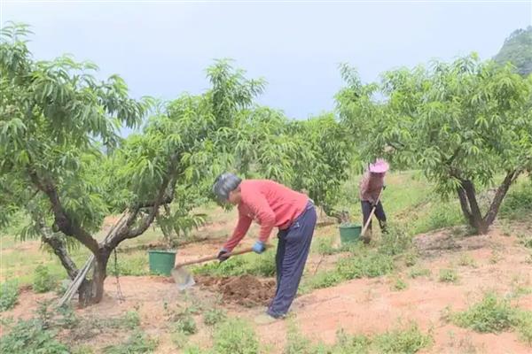 桃树施肥的方法，秋季在落叶前一个月进行施肥