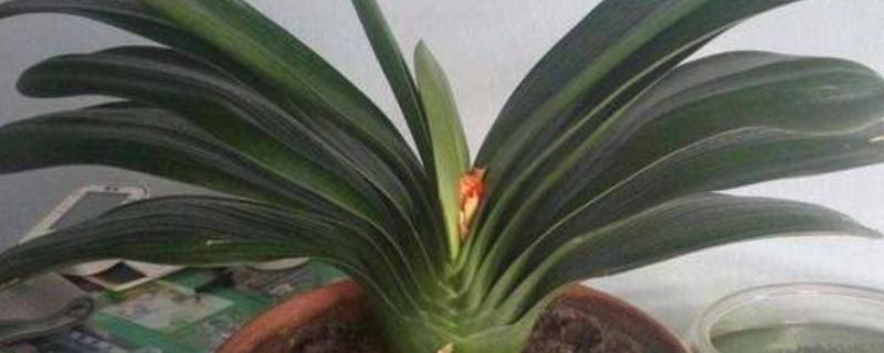 君子兰夹箭的含义，指在抽箭时箭杆抽不出