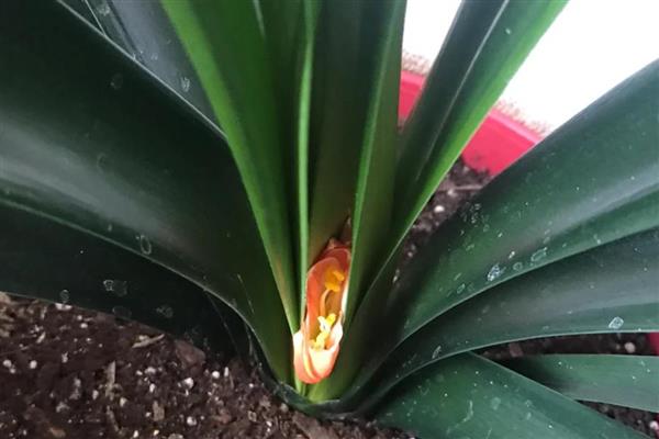 君子兰夹箭的含义，指在抽箭时箭杆抽不出