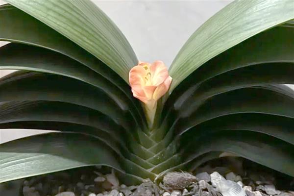 君子兰夹箭的含义，指在抽箭时箭杆抽不出