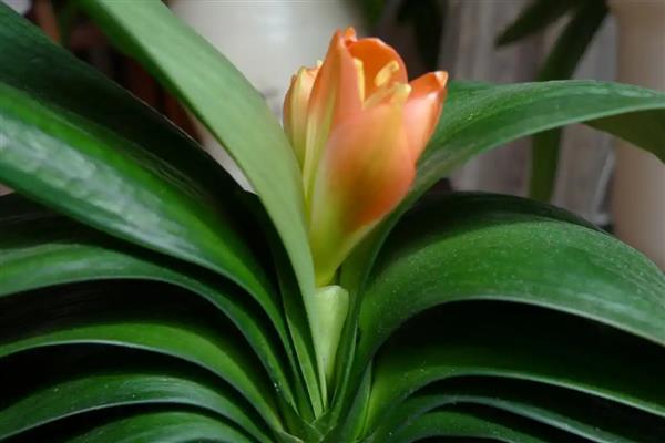 君子兰夹箭的含义，指在抽箭时箭杆抽不出