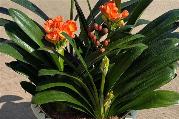 君子兰夹箭的含义，指在抽箭时箭杆抽不出