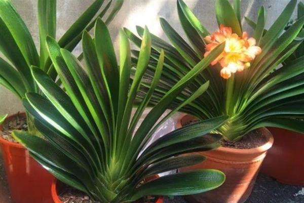 君子兰夹箭的含义，指在抽箭时箭杆抽不出