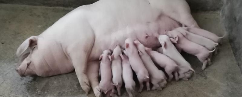 母猪产仔需要多长时间,通常需要2-3小时