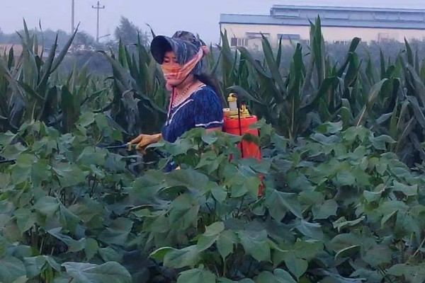 硼肥什么时候施，植株幼苗期施为佳