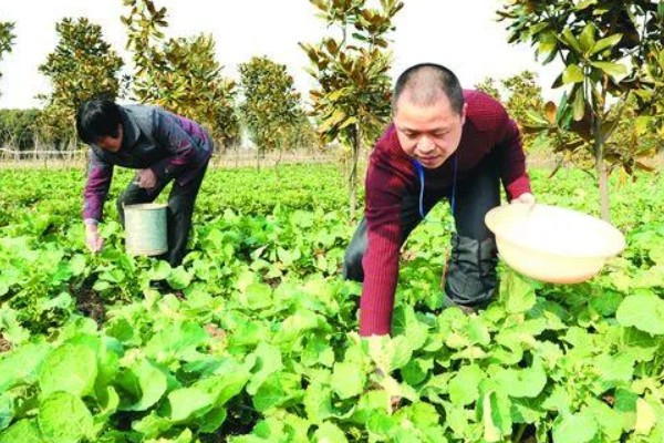 硼肥什么时候施，植株幼苗期施为佳
