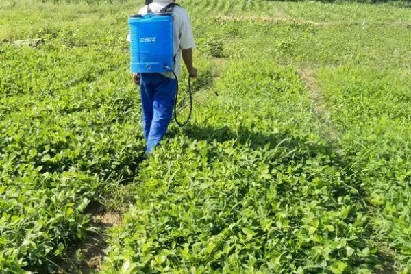 硼肥什么时候施，植株幼苗期施为佳
