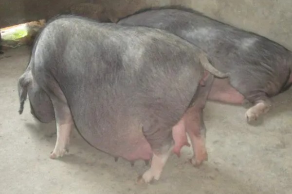 母猪产仔需要多长时间，通常需要2-3小时